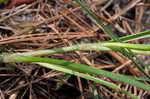 Grassleaf roseling